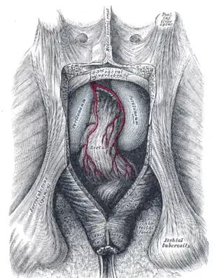 Cara posterior del recto expuesta al retirar la parte inferior del hueso sacro y el cóccix.