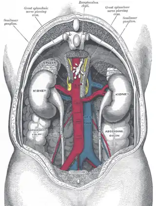 Relaciones de las vísceras y grandes vasos del abdomen (vista posterior).