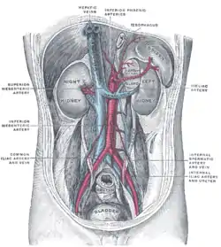 Pared abdominal posterior, tras retirar el peritoneo, mostrando los riñones, glándulas suprarrenales y grandes vasos.