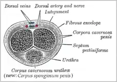 Sección transversal del pene. (Nervio dorsal visible arriba).