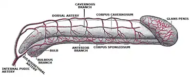 Diagrama de las arterias del pene.