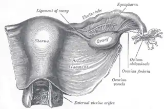 Útero y el ligamento ancho, vista posterior.