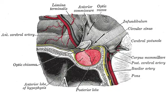 La silla turca corte Antero-posterior.