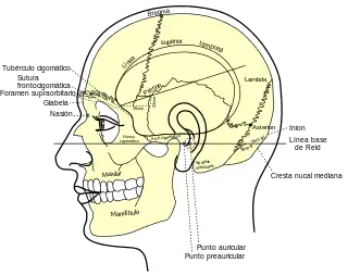 Vista lateral del cráneo, que muestra las relaciones de la superficie de los huesos. (Inion visible a la derecha).
