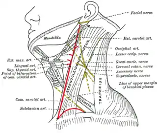 Lado del cuello, que muestra las principales marcas de superficie.