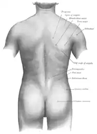 Anatomía de superficie del dorso.