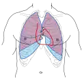 Tórax mostrando las relaciones de superficie de los huesos, pulmones (púrpura), pleura (azul) y corazón (rojo). Las válvulas están indicadas con las letras "B", "T", "A" y "P".