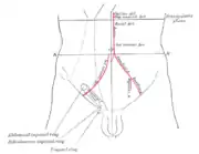 Zona frontal del abdomen, mostrando marcas de superficie para las arterias y el canal inguinal.