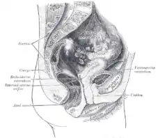 Corte sagital de la pelvis femenina.