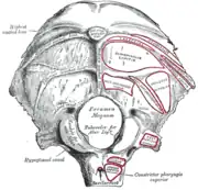 Hueso occipital, superficie inferior