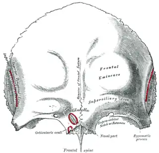 Hueso frontal: superficie externa