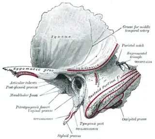 Hueso temporal, superficie lateral