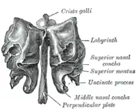 Visión anterior (Coronal)