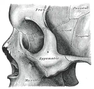 Detalle de cabeza ósea, vista lateral.