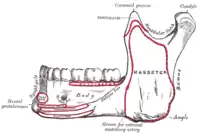 Mandíbula - superficie externa. Vista lateral.