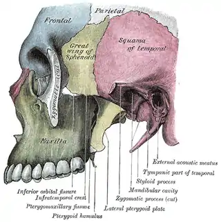 Fosa infratemporal izquierda.