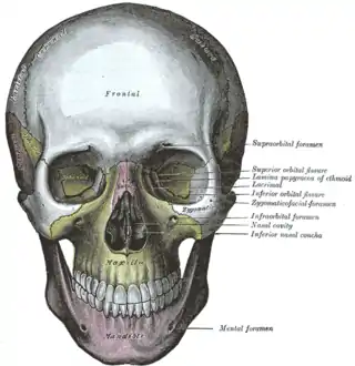 Cabeza ósea, vista frontal.