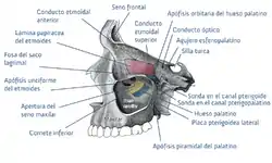 Cara medial de la órbita izquierda.