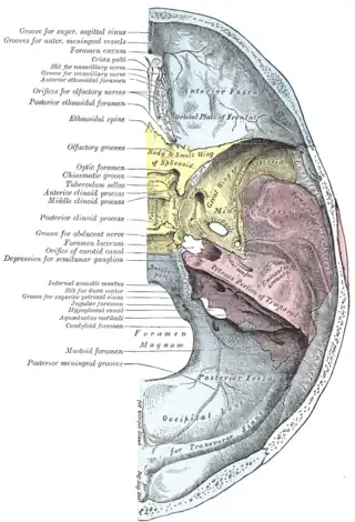 Base del cráneo. Superficie endocraneana.