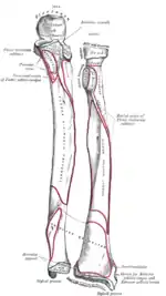 Huesos del antebrazo. Visión anterior.