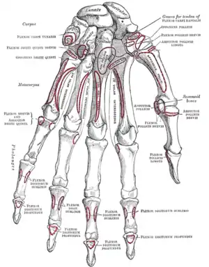 Huesos de la mano izquierda, mostrando la inserción con el hueso pisiforme, unciforme y 5.º metacarpiano, actuando para flexionar la articulación de la muñeca.