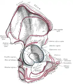 Tuberosidad isquiática remarcada abajo y a la izquierda.