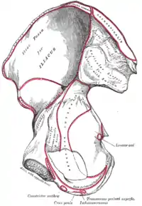 Hueso de la cadera derecha, superficie interna, mostrando el origen del músculo arriba y atrás del isquicavernoso.