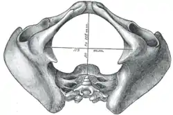 Diámetros de la pelvis femenina, la lateral parte de una tuberosidad isquiática a la opuesta.