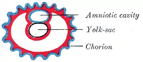 Diagrama del embrión humano