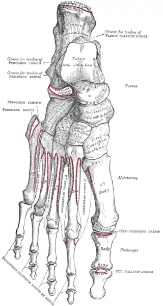 Huesos del pie derecho. Superficie dorsal.