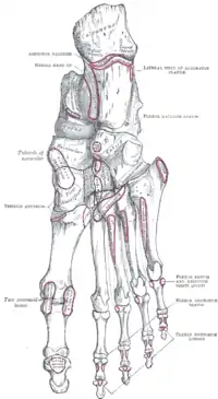 Inserción final del tibial anterior en el centro y a la izquierda.