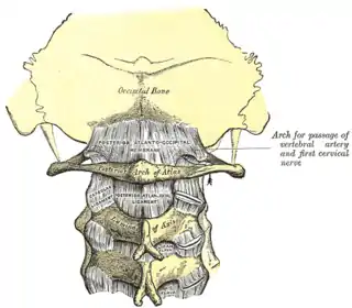 Membrana atlantooccital y ligamento atlantoaxial. El atlas se halla en el centro.