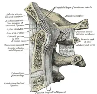 Sección sagital mediana a través del hueso occipital y las tres primeras vértebras cervicales.