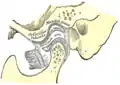 Articulación temporomandibular (en sección sagital), alrededor de la cual se encuentra el plexo venoso drenado por las venas articulares.