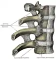 Articulaciones costovertebrales. Vista anterior.