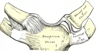 Articulación esternoclavicular. Vista anterior.