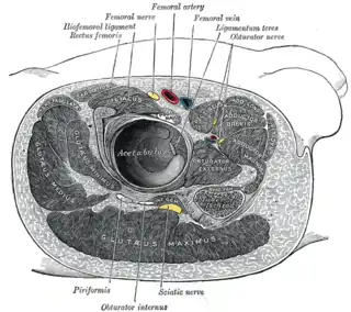 Estructuras alrededor de la articulación de la cadera derecha.