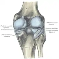 Cápsula de la rodilla derecha (distendida). Aspecto posterior.