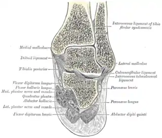 Sección coronal del pie derecho; articulación talocrural y talocalcaneal