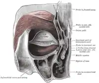 Orbicularis oculi izquierdo, vista posterior