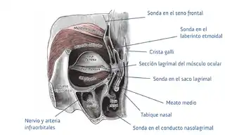 Orbicular del ojo izquierdo, visto desde atrás.