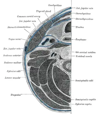 Sección del cuello cerca del nivel de la sexta vértebra cervical. Muestra la distribución de la fascia del cuello.