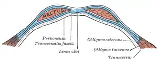 Diagrama de la vaina de los rectos