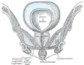 Sección anterior de parte de la pelvis, a través del arco púbico.