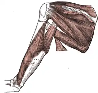 Músculos de la escápula. Tríceps braquial.