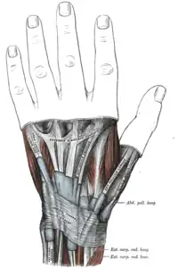 Vainas mucosas de los tendones de la parte de atrás de la muñeca.