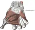 Músculos del pulgar.