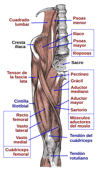 Músculos de la región ilíaca y femoral anterior.