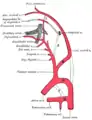 Diagrama mostrando la emergencia de las principales ramas de las arterias carótidas.