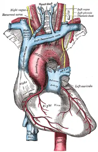 El arco de la aorta y sus ramas.